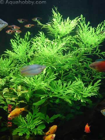Hygrophila Difformis